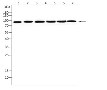 CDH16 Antibody