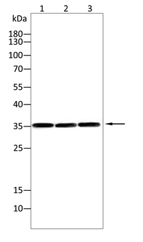 PPP1CB Antibody