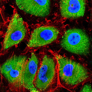 PRKCG Antibody