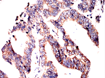 PRKCG Antibody