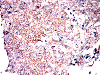 PRKCG Antibody