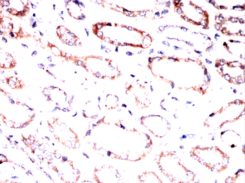 PRKCG Antibody