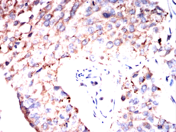 PRKCG Antibody