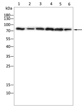 PRKCG Antibody