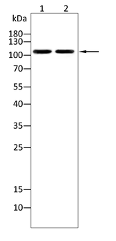 PPARGC1B Antibody
