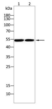 TUBE1 Antibody