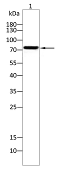 RANBP9 Antibody