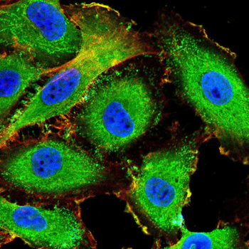 RHOF Antibody
