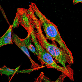 RHOF Antibody