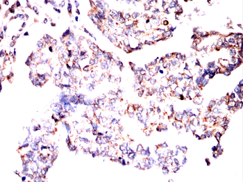 RHOF Antibody