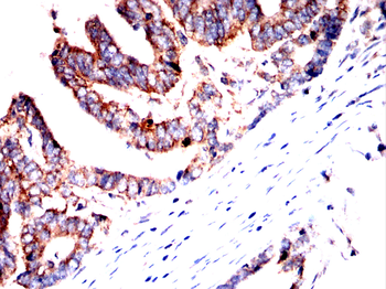 RHOF Antibody