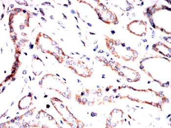 RHOF Antibody
