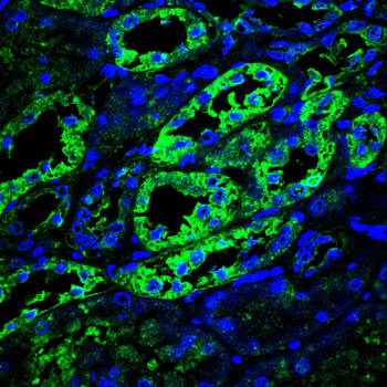 RHOF Antibody