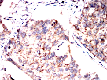 RHOF Antibody