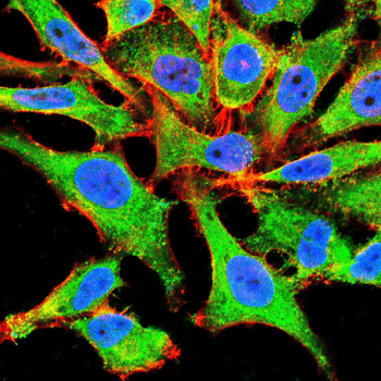 PIK3CG Antibody