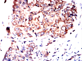 PIK3CG Antibody