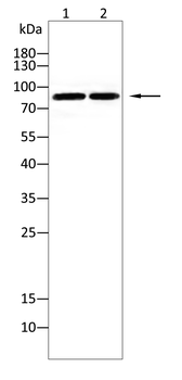 APP Antibody