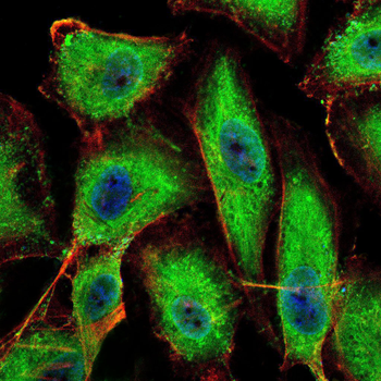 APP Antibody