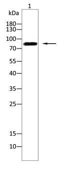 APP Antibody
