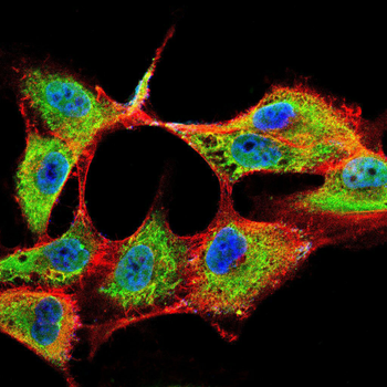 PLCG2 Antibody
