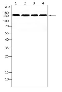 PLCG2 Antibody
