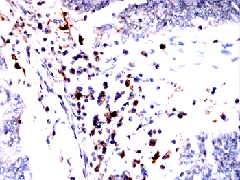 WAS Antibody
