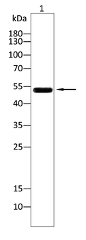 WAS Antibody