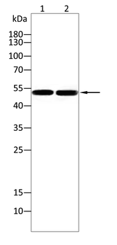 WAS Antibody
