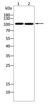 PKN1 Antibody