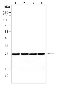 CSNK2B Antibody