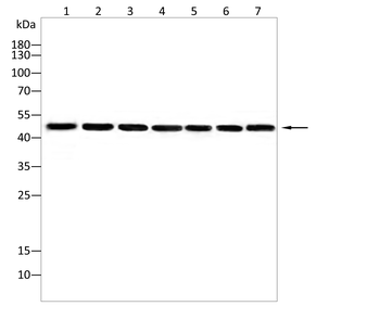 PTPN1 Antibody