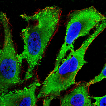 PTPN1 Antibody