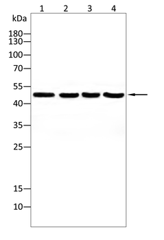 PTPN1 Antibody