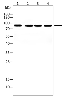 SEMA3A Antibody