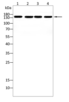 PLCG2 Antibody