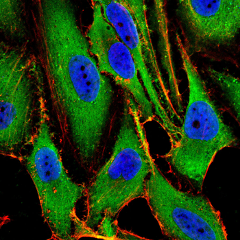 TRIM63 Antibody