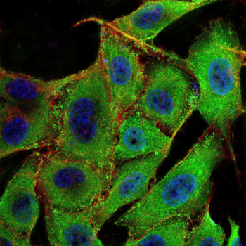 CASP7 Antibody