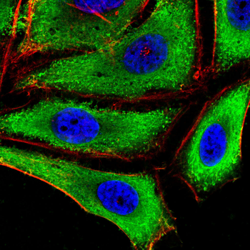 CASP7 Antibody
