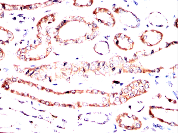 CASP7 Antibody
