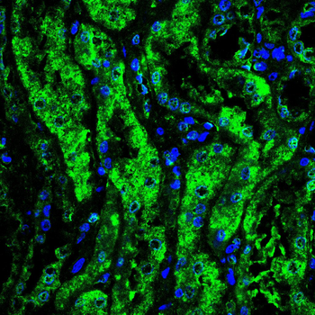 CASP7 Antibody