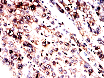 CASP7 Antibody