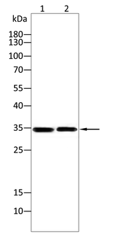 CASP7 Antibody