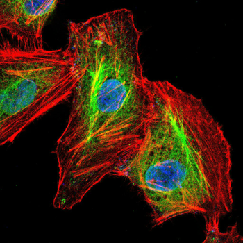 KHDRBS2 Antibody