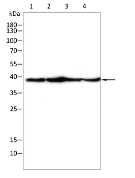 KHDRBS2 Antibody