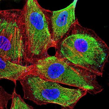 CAV2 Antibody