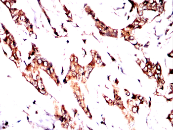 CAV2 Antibody