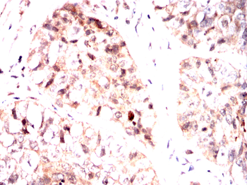 CAV2 Antibody