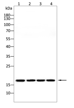 CAV2 Antibody