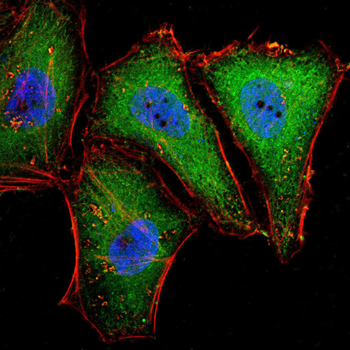 CAV2 Antibody