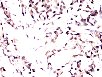 CAV2 Antibody